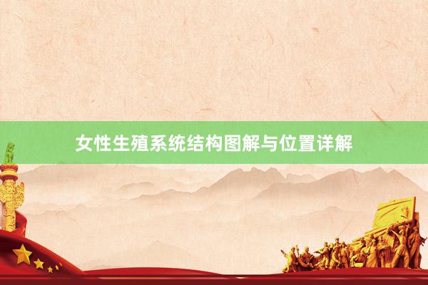 女性生殖系统结构图解与位置详解
